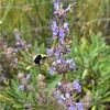 heather4bees